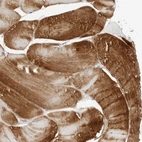 Immunohistochemical staining of human skeletal muscle shows high expression.