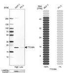 Western blot analysis in human cell lines MCF-7 and PC-3 using Anti-TTC39A antibody. Corresponding TTC39A RNA-seq data are presented for the same cell lines. Loading control: Anti-COX4I1.