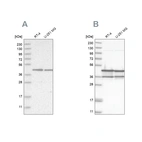 Western blot analysis using Anti-NUDC antibody HPA028105 (A) shows similar pattern to independent antibody HPA027183 (B).