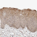 Anti-TUFT1 Antibody