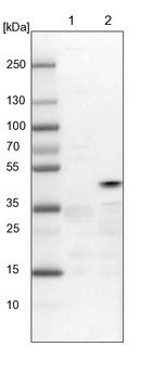 Lane 1: NIH-3T3 cell lysate (Mouse embryonic fibroblast cells)_br/_Lane 2: NBT-II cell lysate (Rat Wistar bladder tumour cells)