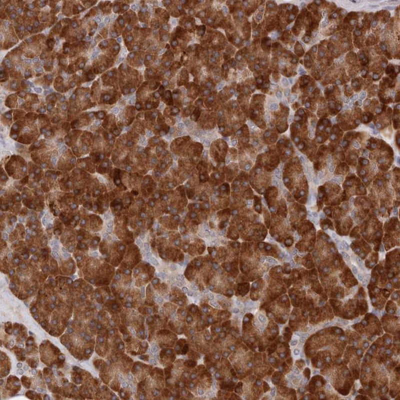 Anti-ARHGEF10L Antibody