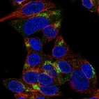Immunofluorescent staining of human cell line Hep G2 shows localization to the Golgi apparatus.
