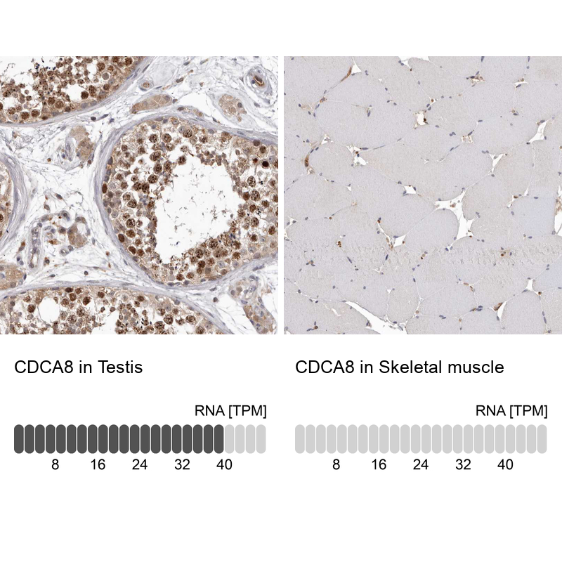 Anti-CDCA8 Antibody