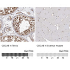 Anti-CDCA8 Antibody