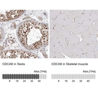 Anti-CDCA8 Antibody