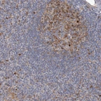 Immunohistochemical staining of human lymphoid tissues shows moderate nuclear positivity in germinal center cells.