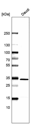 Western blot analysis in human cell line Daudi.