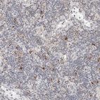 Anti-PARP10 Antibody