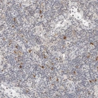 Anti-PARP10 Antibody