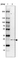 Anti-NTPCR Antibody