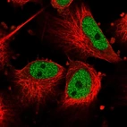 Immunofluorescent staining of human cell line U-251 MG shows localization to nucleoplasm.