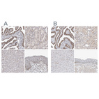 Anti-WRAP53 Antibody