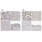 Anti-WRAP53 Antibody