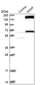 Western blot analysis in control (vector only transfected HEK293T lysate) and NASP over-expression lysate (Co-expressed with a C-terminal myc-DDK tag (~3.1 kDa) in mammalian HEK293T cells, LY400884).