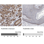 Anti-PLEKHA6 Antibody