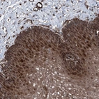 Anti-COA7 Antibody