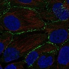Anti-PLEKHA6 Antibody