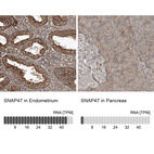 Anti-SNAP47 Antibody