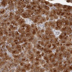Anti-FAM129A Antibody