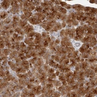 Anti-FAM129A Antibody