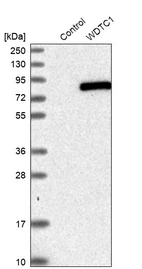 Western blot analysis in control (vector only transfected HEK293T lysate) and WDTC1 over-expression lysate (Co-expressed with a C-terminal myc-DDK tag (~3.1 kDa) in mammalian HEK293T cells, LY414858).
