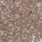 Immunohistochemical staining of human pancreas shows moderate cytoplasmic positivity in exocrine glandular cells.