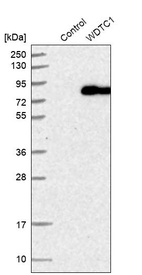 Anti-WDTC1 Antibody