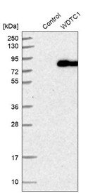Western blot analysis in control (vector only transfected HEK293T lysate) and WDTC1 over-expression lysate (Co-expressed with a C-terminal myc-DDK tag (~3.1 kDa) in mammalian HEK293T cells, LY414858).