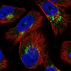 Immunofluorescent staining of human cell line U-251 MG shows localization to the Golgi apparatus & vesicles.
