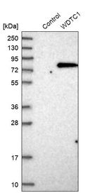 Western blot analysis in control (vector only transfected HEK293T lysate) and WDTC1 over-expression lysate (Co-expressed with a C-terminal myc-DDK tag (~3.1 kDa) in mammalian HEK293T cells, LY414858).