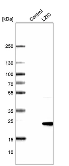 Western blot analysis in control (vector only transfected HEK293T lysate) and LZIC over-expression lysate (Co-expressed with a C-terminal myc-DDK tag (~3.1 kDa) in mammalian HEK293T cells, LY410162).