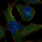 Immunofluorescent staining of human cell line U-251 MG shows localization to cytosol & microtubule organizing center.