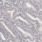 Immunohistochemical staining of human Endometrium shows no cytoplasmic positivity in glandular cells as expected.