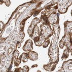 Immunohistochemical staining of human placenta shows strong cytoplasmic positivity in trophoblastic cells.