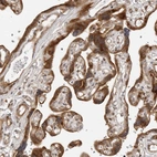 Immunohistochemical staining of human placenta shows strong cytoplasmic positivity in trophoblastic cells.