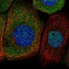 Immunofluorescent staining of human cell line A-431 shows localization to nucleoplasm & cytosol.