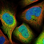 Immunofluorescent staining of human cell line U-2 OS shows localization to nucleoplasm & cytosol.
