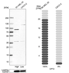Western blot analysis in human cell line SK-MEL-30 and human cell line CACO-2.