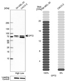 Western blot analysis in human cell line SK-MEL-30 and human cell line CACO-2.