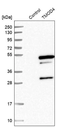 Western blot analysis in control (vector only transfected HEK293T lysate) and TMOD4 over-expression lysate (Co-expressed with a C-terminal myc-DDK tag (~3.1 kDa) in mammalian HEK293T cells, LY415656).