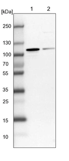 Lane 1: NIH-3T3 cell lysate (Mouse embryonic fibroblast cells)_br/_Lane 2: NBT-II cell lysate (Rat Wistar bladder tumour cells)