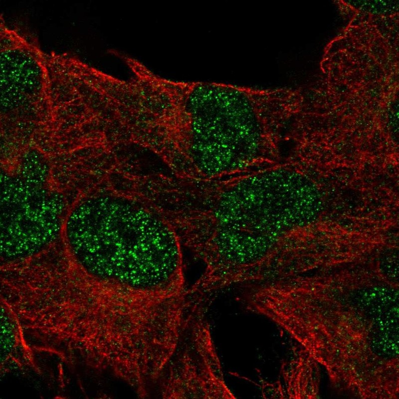 Anti-DUSP23 Antibody