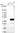 Anti-SULT1E1 Antibody