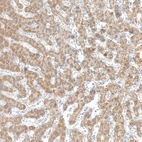 Immunohistochemical staining of human liver shows moderate cytoplasmic positivity in glandular cells.