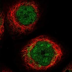 Immunofluorescent staining of human cell line A-431 shows localization to nucleoplasm, nucleoli & mitochondria.