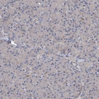 Immunohistochemical staining of human pancreas shows no positivity in exocrine glandular cells as expected.