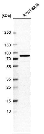 Western blot analysis in human cell line RPMI-8226.
