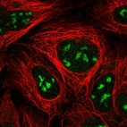 Immunofluorescent staining of human cell line HEK 293 shows localization to nucleoli.