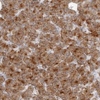 Anti-FAM129A Antibody